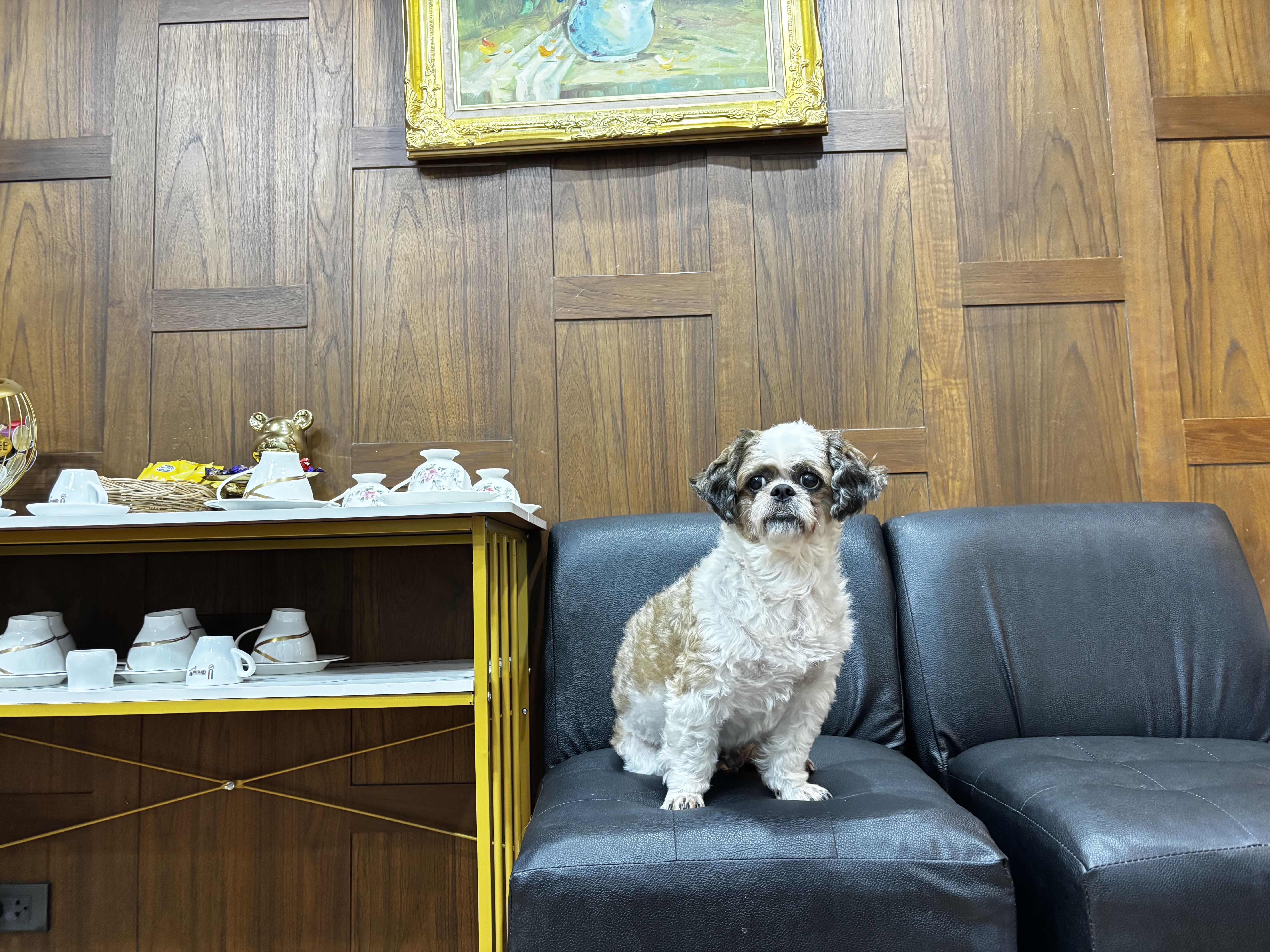 Joker, a shih tzu, sitting upright on the black waiting sofa beneath the gold-framed painting